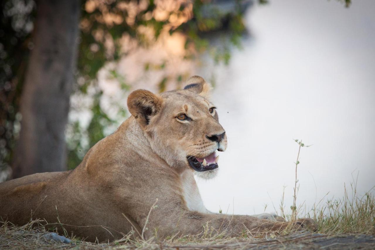 Boteti Tented Safari Lodge Maun Eksteriør bilde