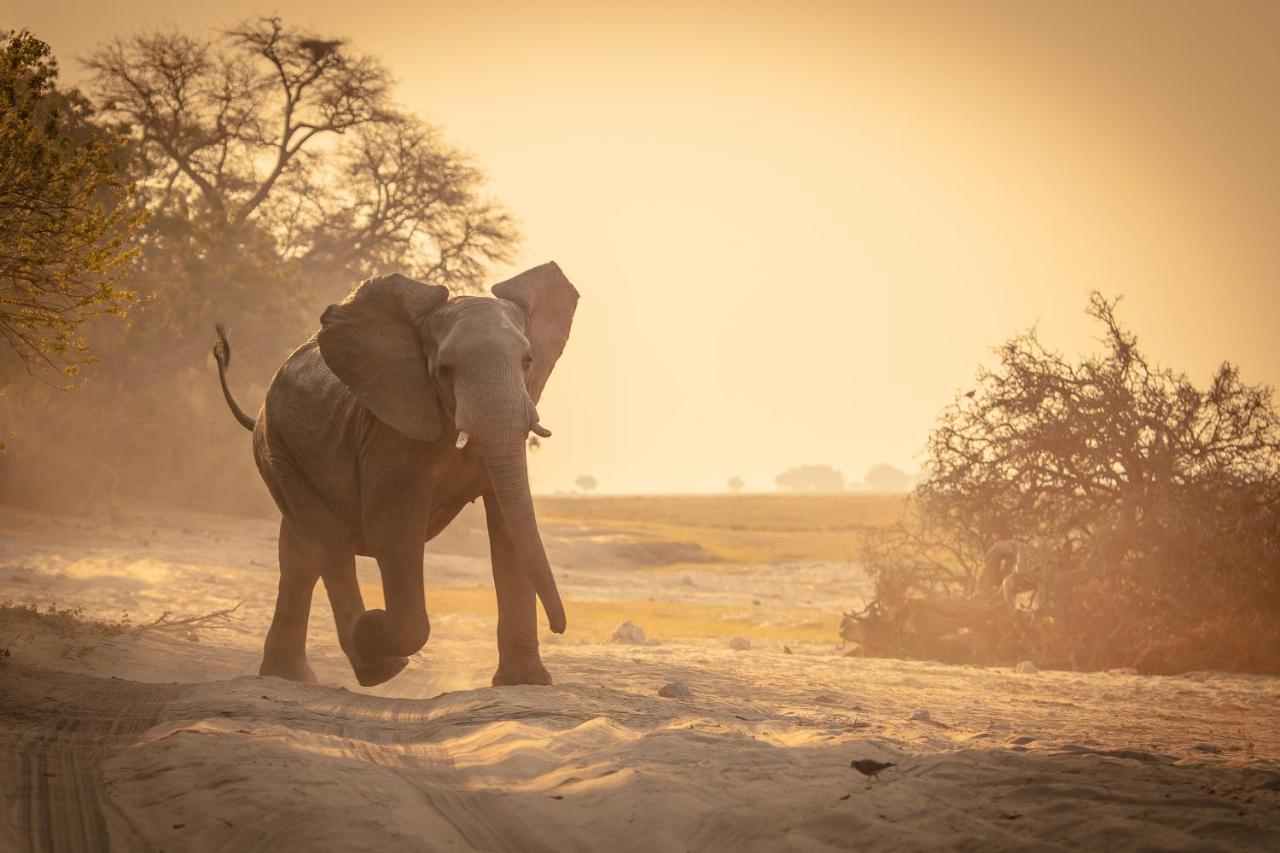 Boteti Tented Safari Lodge Maun Eksteriør bilde